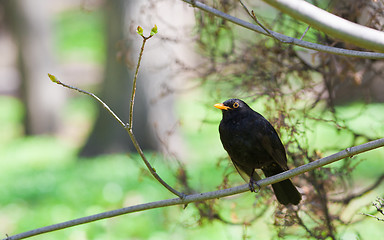 Image showing Starling