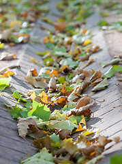 Image showing Autumn park