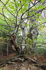 Image showing Gnarled beech tree