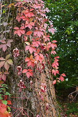 Image showing Autum red ivy leaves