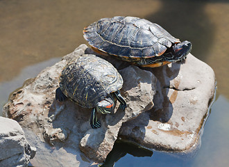 Image showing Tortoises on stone