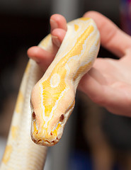 Image showing Close up of albino python