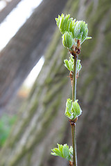 Image showing Fresh spring leaves