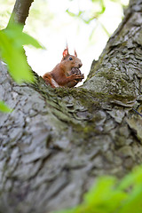 Image showing Squirrel on the tree 