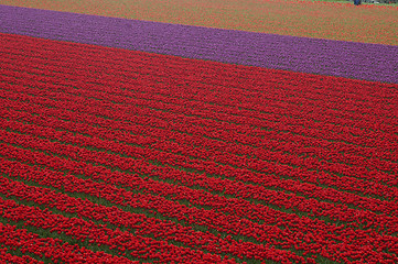 Image showing Tulip fields