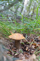 Image showing Leccinum