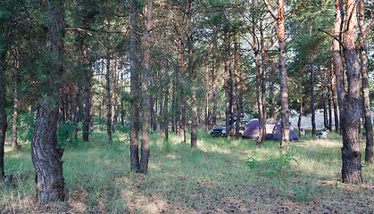 Image showing Camping at pine forest