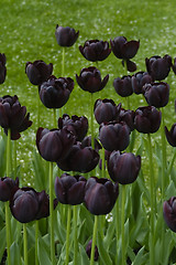 Image showing Black Tulips