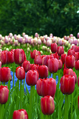 Image showing Tulip fields