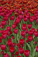 Image showing Tulip fields