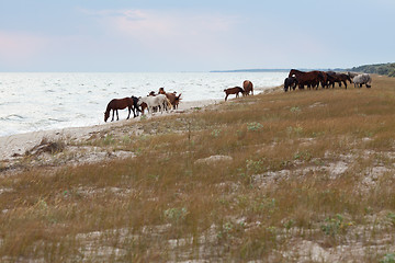 Image showing Wild horses on the beach