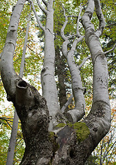 Image showing Gnarled beech tree