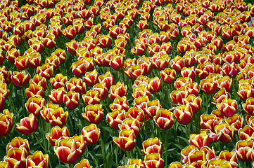 Image showing Tulip fields