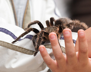 Image showing Big hairy tarantula