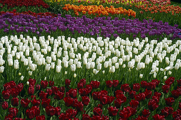 Image showing Tulip fields