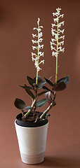 Image showing Lesser butterfly orchid - platanthera bifolia