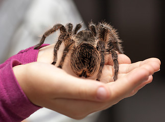 Image showing Big hairy tarantula