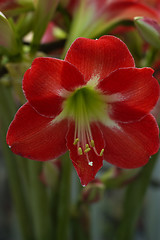 Image showing Red Flower