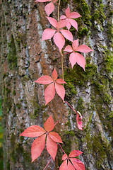 Image showing Autumnal red ivy leaves