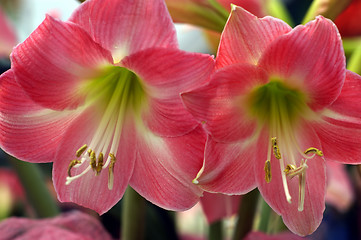 Image showing Red Flower