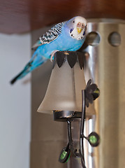 Image showing Budgie on lamp