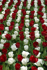 Image showing Tulip fields