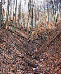 Image showing Winter forest