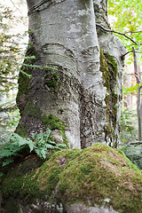 Image showing Old beech