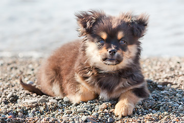 Image showing Pretty puppy on the beach