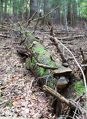 Image showing Dead spruce tree trunk