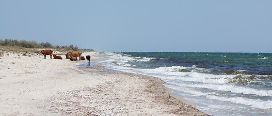 Image showing Cows on a beach