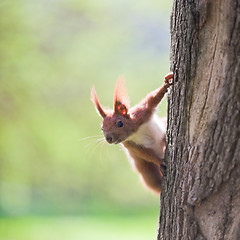 Image showing Orange squirrel