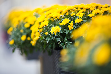 Image showing Beautiful yellow chrysanthemums flowers