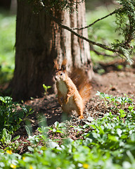 Image showing Standing squirrel