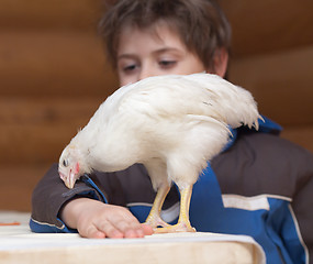 Image showing Young hen and boy