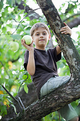 Image showing Child picking apples in a tree