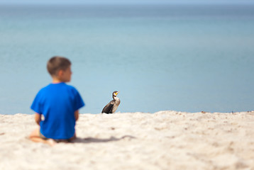 Image showing Cormorant at the beach