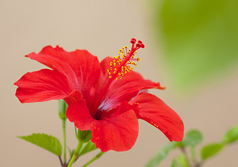 Image showing Red hibiscus flower