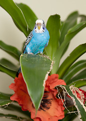 Image showing Blue budgie