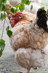 Image showing Beige hen