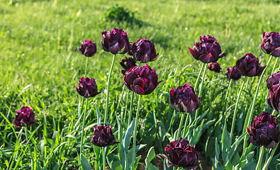 Image showing Tulips