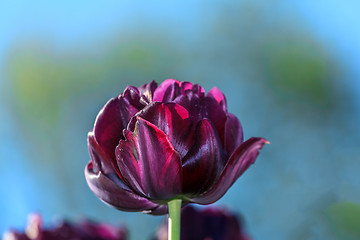 Image showing Flowering Black Tulip