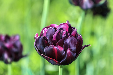 Image showing Blooming tulip