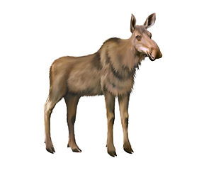 Image showing Adult moose without horns, Isolated on white