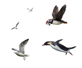 Image showing Flying birds: seagull, puffinn, penguin