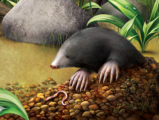 Image showing European Mole in molehill, Talpa europaea.