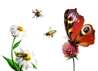 Image showing Butterfly, daisy, and Bees
