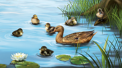 Image showing Water birds, ducks and ducklings in the water