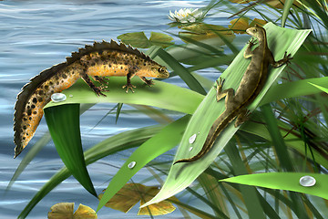 Image showing Newts family, newts love. amphibian salamander