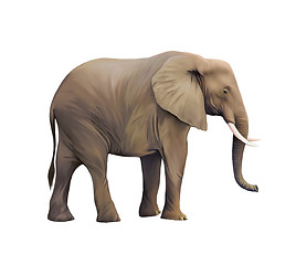 Image showing Large male African Elephant